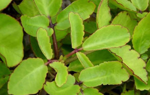 amma green garden Bryophyllum Pinnatum/Patharchatta Plant Price in ...