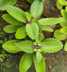 BISWAS GARDEN Bryophyllum Pinnatum/Patharchatta Plant Price in India ...