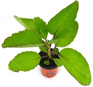 Cloud Farm Bryophyllum Pinnatum/Patharchatta Plant Price in India - Buy ...