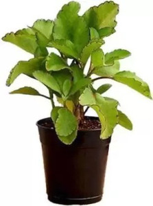 Little Leaf Bryophyllum Pinnatum/Patharchatta Plant Price in India ...
