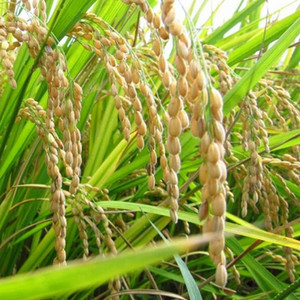 PMA Basmati Paddy, Basmati Rice Seed-1109 for Farming & Agricalture ...