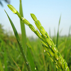 PMA Basmati Paddy, Basmati Rice Seed-1109 for Farming & Agricalture ...