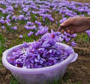 Kesar Bulb Rock Gem Kashmir Saffron Crocus Kesar Flower Corm Bulb (Pack of 2 Seeds ...