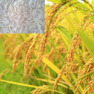 SREE Basmati Paddy, Rice Seed for Farming & Agriculture, 1Kg Per Packet ...