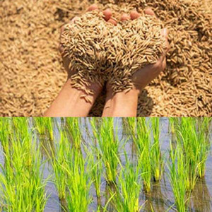 naturehils Basmati Paddy, Rice Seed for Farming & Agriculture, 1Kg Per ...
