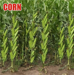 HYBRID 250g corn/makka/maize seeds highest yield variety long bhutta ...