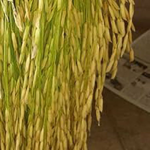 SREE Basmati Paddy, Rice Seed for Farming & Agriculture, 1Kg Per Packet ...