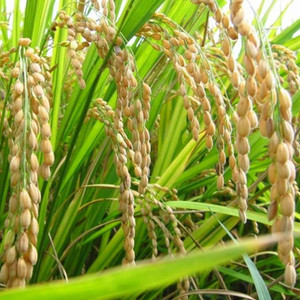 SREE Basmati Paddy, Rice Seed for Farming & Agriculture, 1Kg Per Packet ...