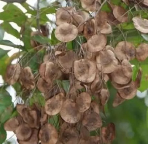 Chanda Rseed Dbbrothers Rakta chandan tree seeds/red chandan tree seeds/chandan tree ...