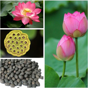 GreenHavenn Lotus Seeds, poddo bij, Kamal Seed Seed Price in India ...