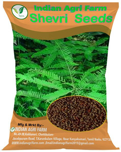 Shevari IAgriFarm Shevri Seed - 1 Kg/Sesbania Sesban Fodder Seed for ...