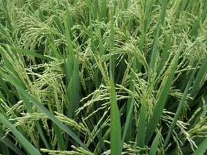 STOKIYA PUSA BASMATI - 1121F1HYBRIDE VARIETY PADDY / RICE 3 KG SEEDS ...