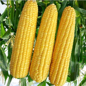 HYBRID 1kg corn/maize seeds Highest yield variety early fruiting long ...