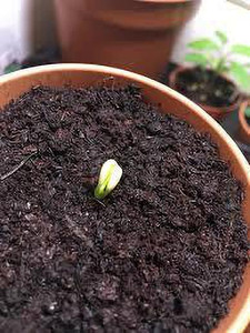 Grow a Lemon Tree from Seeds