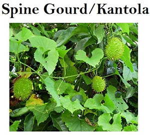WILLVINE Spine Gourd, Kankoda Boda kakara[250 Gms, 1250 Seeds] Seed ...