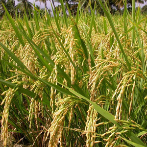 PMA Basmati Paddy, Basmati Rice Seed-1109 for Farming & Agricalture ...