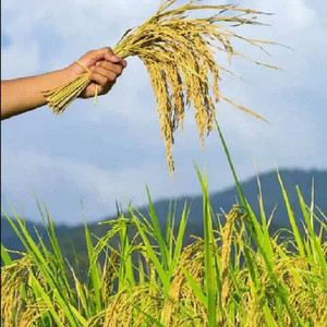 naturehils Basmati Paddy, Rice Seed for Farming & Agriculture, 1Kg Per ...