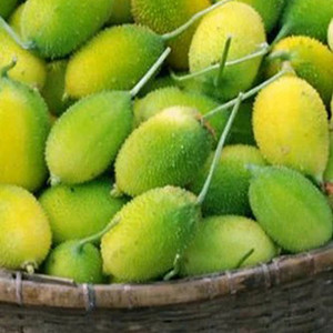 Buy Organic Green Snake Gourd Seeds - Premium Quality Vegetable Seeds For Planting 500 Pcs