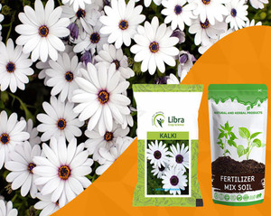 NATURAL AND HERBAL PRODUCTS Dimorphotheca Flower Seeds for Planting ...