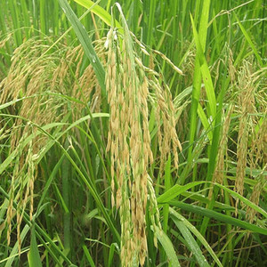 naturehils Basmati Paddy, Basmati Rice Seed-1109 for Farming ...