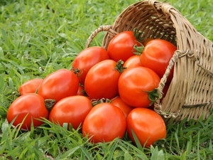 CYBEXIS Manisha Hybrid Tomato1000 Seeds Seed Price in India - Buy ...