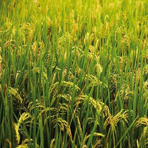 naturehils Basmati Paddy, Rice Seed for Farming & Agriculture, 1Kg Per ...