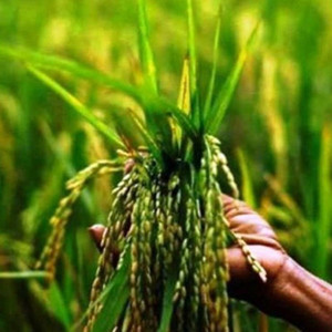 PMA Basmati Paddy, Basmati Rice Seed-1109 for Farming & Agricalture ...