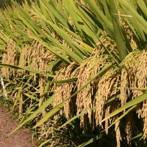 naturehils Basmati Paddy, Rice Seed for Farming & Agriculture, 1Kg Per ...