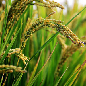 naturehils Basmati Paddy, Rice Seed for Farming & Agriculture, 1Kg Per ...