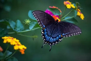 Titli Insect butterfly poster & Titli POSTERS, Dragonfly Poster, Insects Poster ...