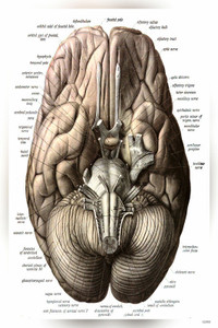 Head Components Brain Anatomy Brain Head Medical Matte Finish Poster Paper Print - Animation ...