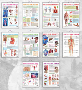 Body Systems Chart.pdf पेपर प्रिंट - Children posters in India - Buy art, film, design, movie ...