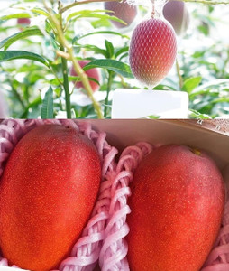 Japan Dawaf Miyazaki Mango Plant Price in India - Buy Japan Dawaf ...