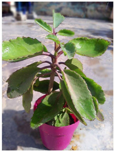 the green dotcom Bryophyllum Pinnatum/Patharchatta Plant Price in India ...
