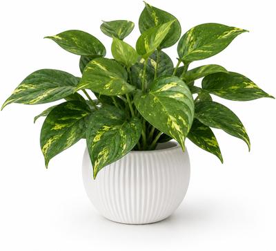 GROWSHIP Artificial Money Plant with White Pot for Home Decor(Single piece) Artificial Plant with Pot