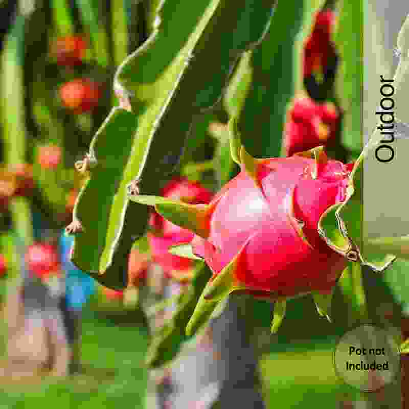 petalfleur Dragon Tree